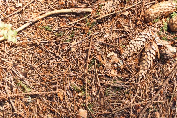 Cost of Pine Needles Removal in Avon