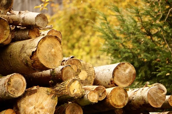Wood Pile Removal in Avon