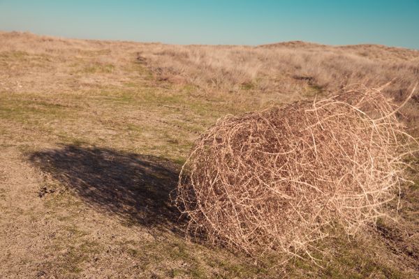 Tumbleweed Removal in Avon