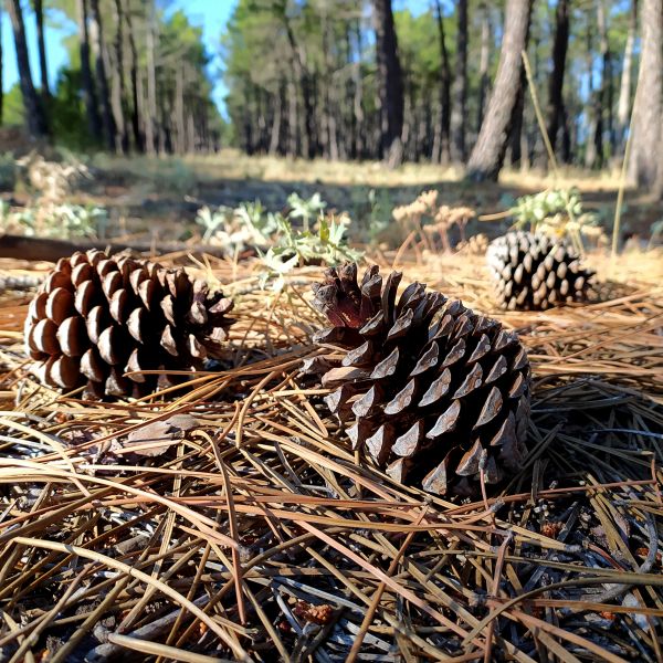 Cost of Pine Cone Removal in Avon