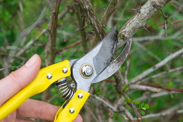 Limbs Removal in Avon