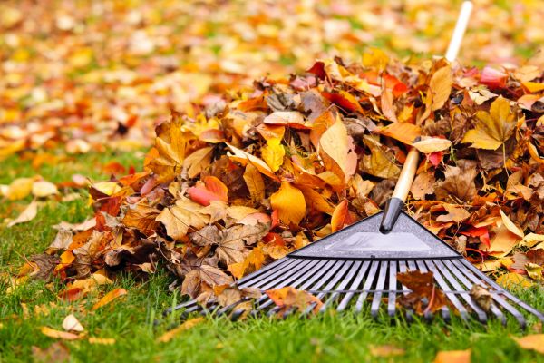 Yard Leaf Removal in Avon