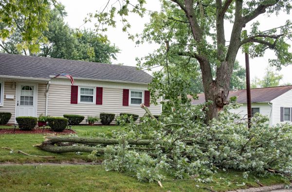 Fallen Branch Removal in Avon